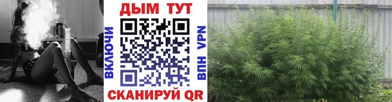 Шишки марихуана AK-47  Тайга 